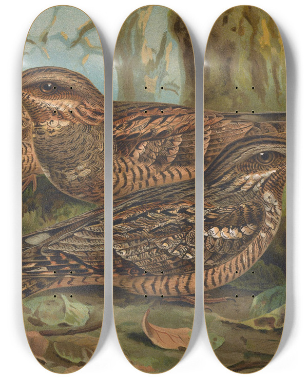 Triptych art skateboard deck of Johann Friedrich Naumann Caprimulgus Europaeus by Johann Friedrich Naumann (1780-1857)