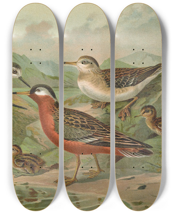 Triptych art skateboard deck of Johann Friedrich Naumann Phalaropus Fulicarius Phalaropus Lobatus by Johann Friedrich Naumann (1780-1857)