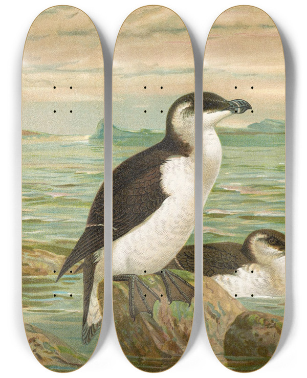Triptych art skateboard deck of Johann Friedrich Naumann Alca Torda_1 by Johann Friedrich Naumann (1780-1857)