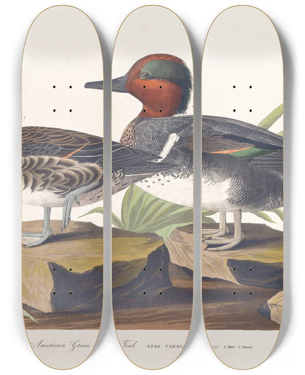 Triptych art skateboard deck of John James Audubon American Green Winged Teal by John James Audubon (1785-1851)