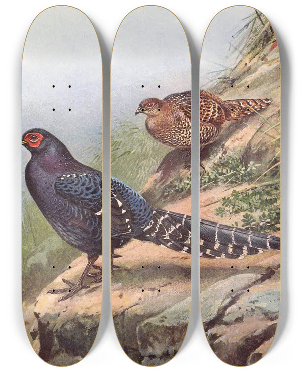 Triptych art skateboard deck of George Edward Lodge Mikado Pheasant by George Edward Lodge (1860-1954)