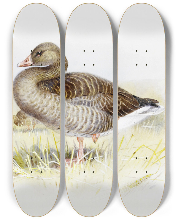 Triptych art skateboard deck of Archibald Thorburn Greylag Goose by Archibald Thorburn (1860-1935)