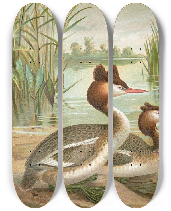 Triptych art skateboard deck of Johann Friedrich Naumann Colymbus Cristatus Grosser Lappentaucher_2 by Johann Friedrich Naumann (1780-1857)