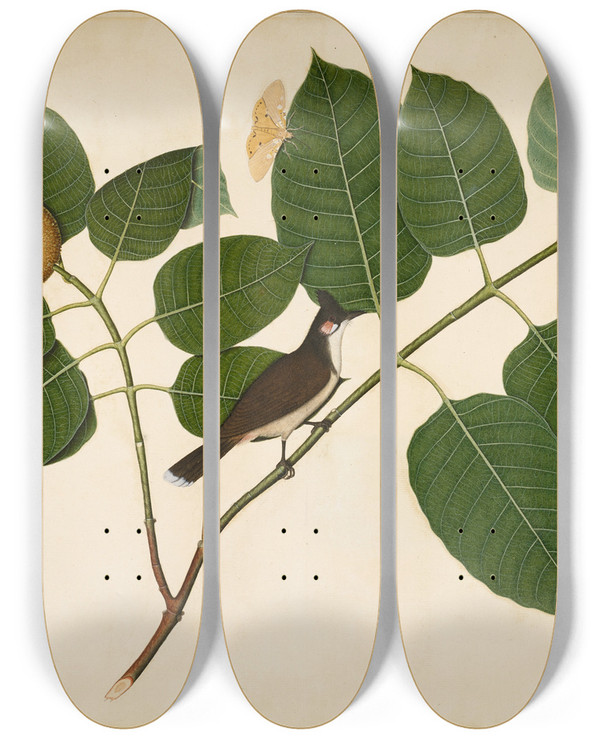 Triptych art skateboard deck of Sheikh Zain Aldin Redwhiskered Bulbul And Aganais Ficus Moth On Kadamba Branch by Sheikh Zain al-Din (18-)