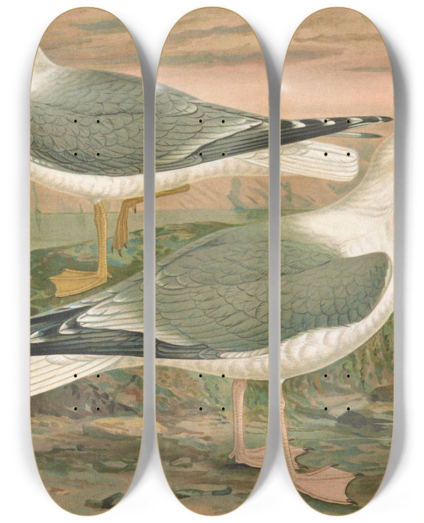 Triptych art skateboard deck of Johann Friedrich Naumann Larus Canus Larus Argentatus Brunn_2 by Johann Friedrich Naumann (1780-1857)