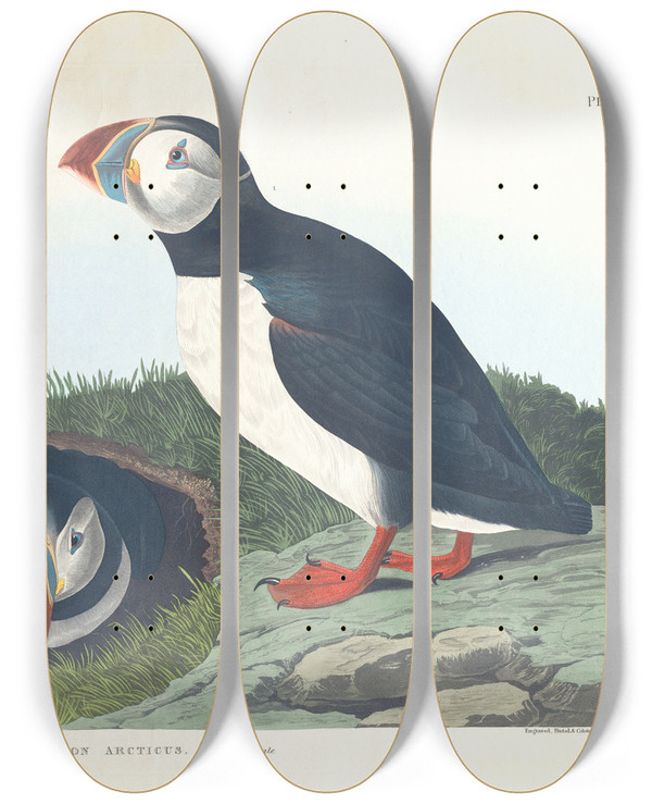 Triptych art skateboard deck of John James Audubon Puffin by John James Audubon (1785-1851)