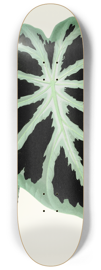 Edward Joseph Lowe - Alocasia Jenningsii 8.25 inch art skate deck