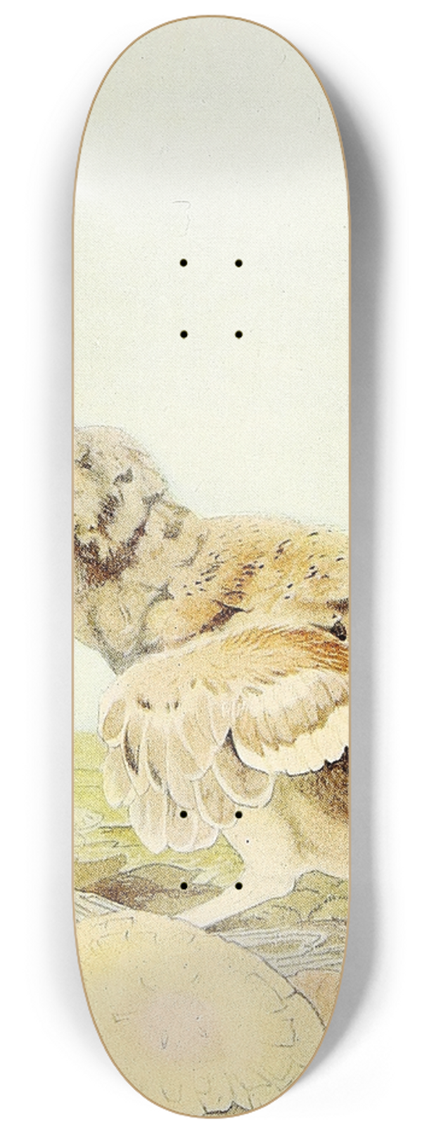 Edward Julius Detmold - The Capercailzie 8.25 inch art skate deck