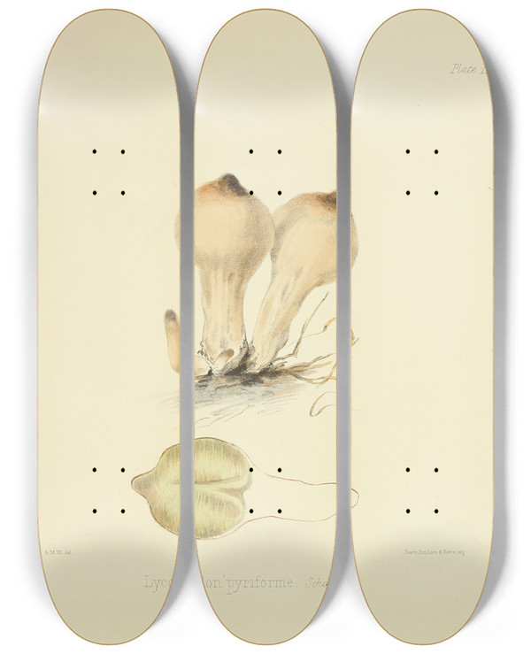 Triptych art skateboard deck of Anna Maria Hussey Illustrations Of British Mycology Pl70 by Anna Maria Hussey (1805-1853)