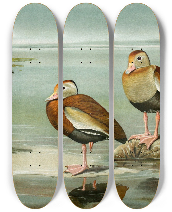Triptych art skateboard deck of Louis Agassiz Fuertes Whitefaced Tree Duck Blackbellied Tree Duck Graybreasted Tree Duck by Louis Agassiz Fuertes (1874-1927)