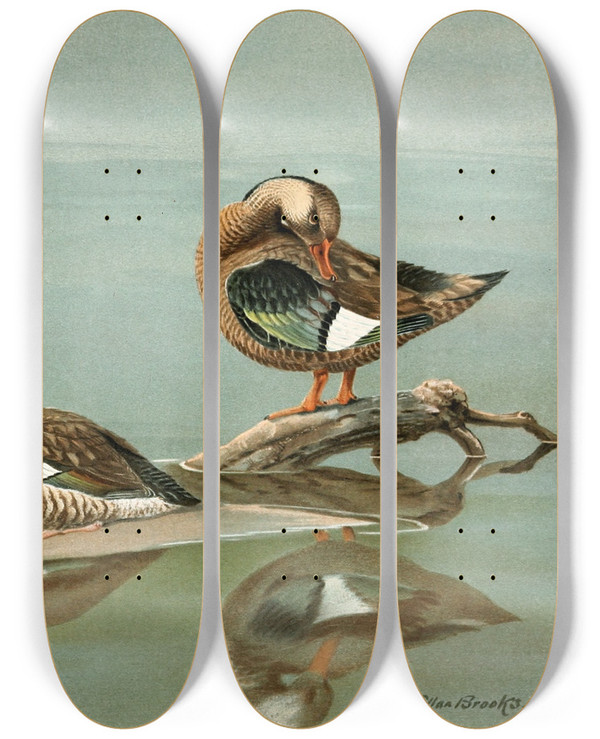 Triptych art skateboard deck of Allan Brooks Ringnecked Teal Brazilian Teal by Allan Brooks (1869-1946)