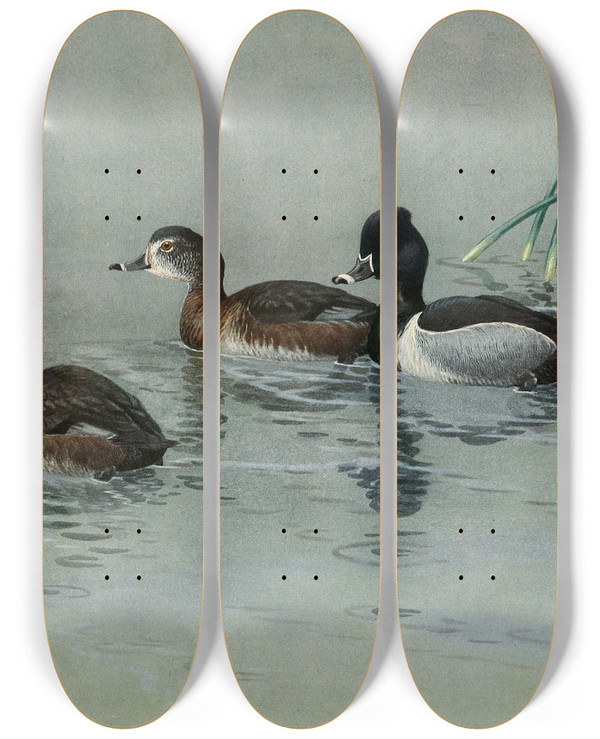Triptych art skateboard deck of Allan Brooks Ringnecked Duck by Allan Brooks (1869-1946)