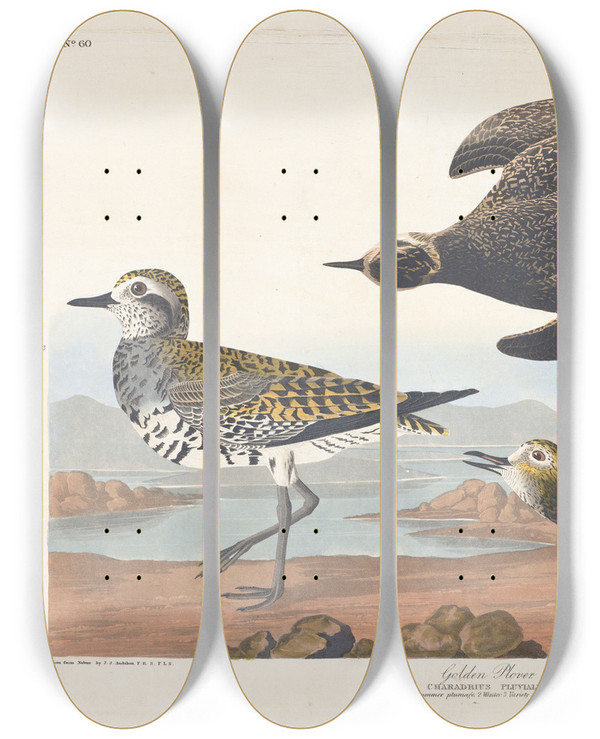 Triptych art skateboard deck of John James Audubon Golden Plover by John James Audubon (1785-1851)