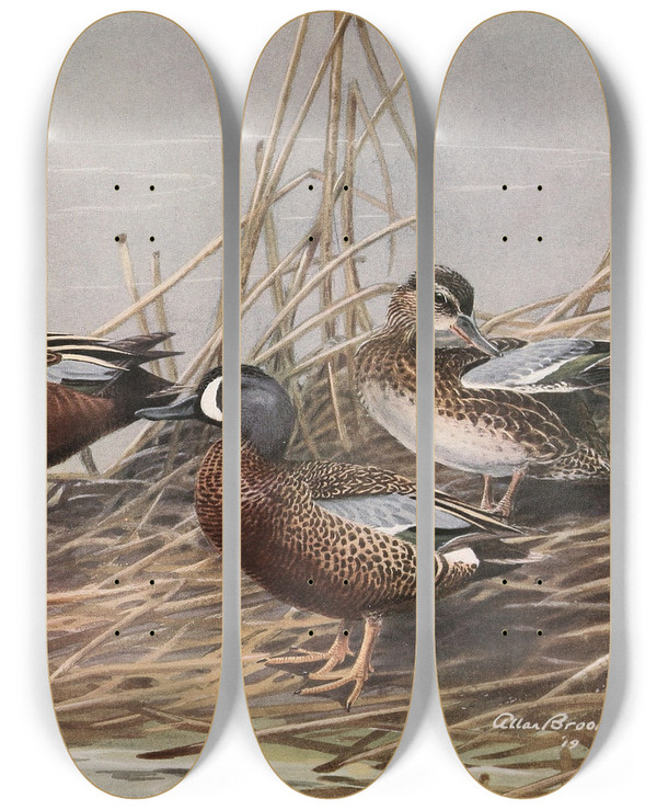Triptych art skateboard deck of Allan Brooks Cinnamon Teal Bluewinged Teal by Allan Brooks (1869-1946)