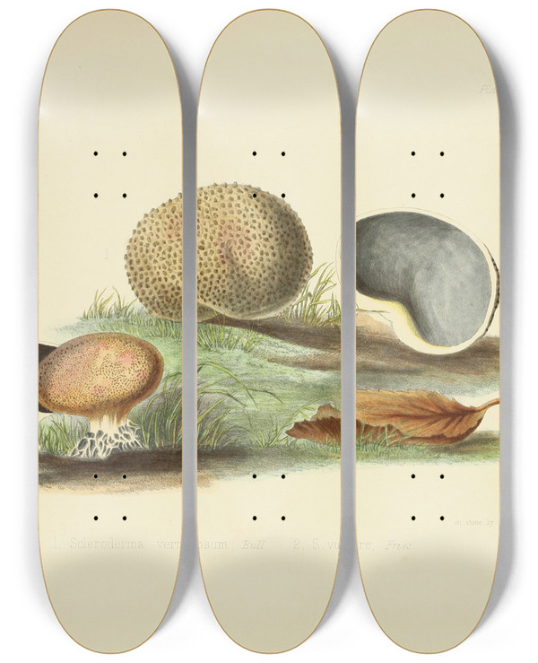 Triptych art skateboard deck of Anna Maria Hussey Illustrations Of British Mycology Pl17 by Anna Maria Hussey (1805-1853)