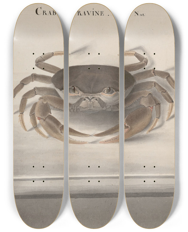 Triptych art skateboard deck of Ren De Rabi Natural History Of Saint Domingue Pl121 by Ren de Rabi (1700-1785)