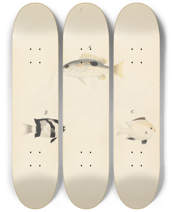 Triptych art skateboard deck of Luigi Balugani Three Unidentified Fish by Luigi Balugani (1737-1770)