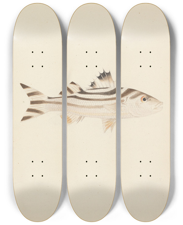 Triptych art skateboard deck of Luigi Balugani Unidentified Fish_38 by Luigi Balugani (1737-1770)