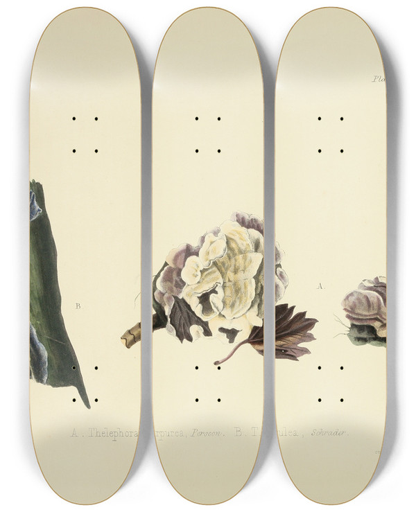 Triptych art skateboard deck of Anna Maria Hussey Illustrations Of British Mycology Pl20 by Anna Maria Hussey (1805-1853)