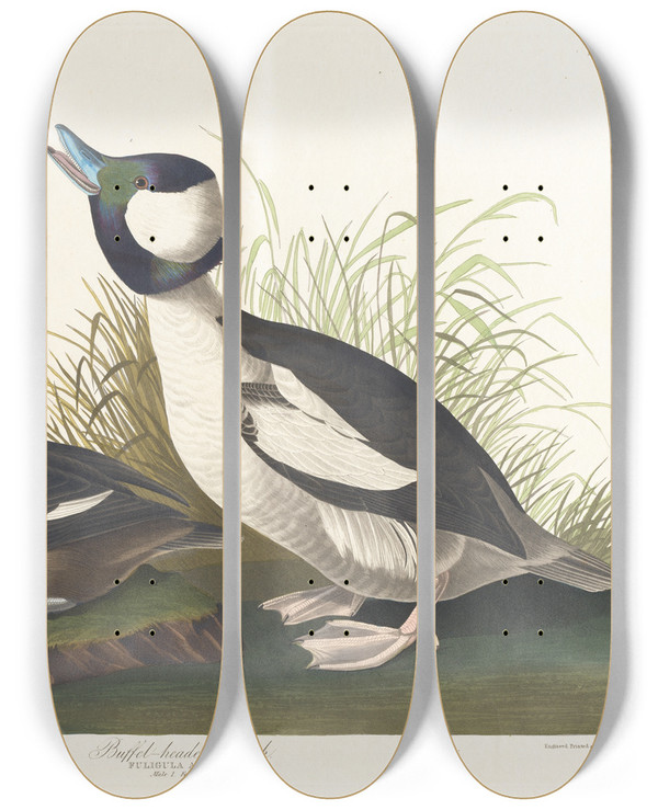 Triptych art skateboard deck of John James Audubon Buffetheaded Duck by John James Audubon (1785-1851)