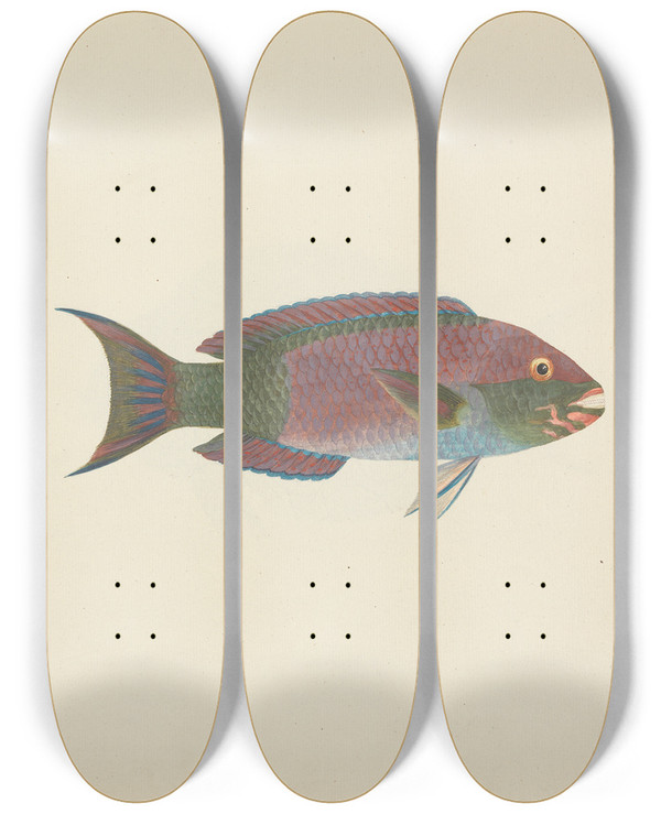 Triptych art skateboard deck of Luigi Balugani Unidentified Fish_22 by Luigi Balugani (1737-1770)
