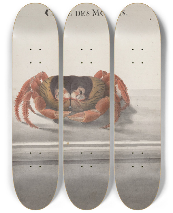 Triptych art skateboard deck of Ren De Rabi Natural History Of Saint Domingue Pl129 by Ren de Rabi (1700-1785)