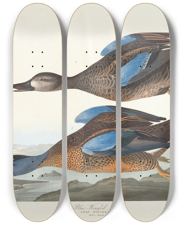 Triptych art skateboard deck of John James Audubon Bluewinged Teal by John James Audubon (1785-1851)