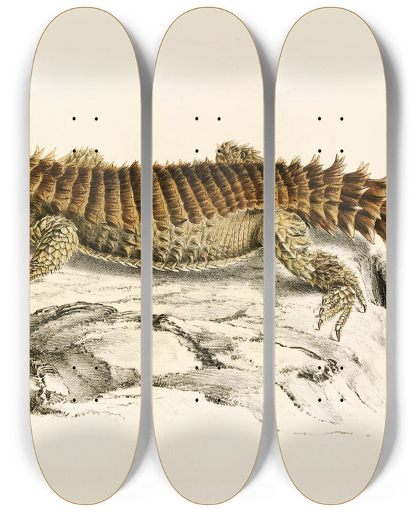 Triptych art skateboard deck of Sir Andrew Smith Cordylus Giganteus by Sir Andrew Smith (1797-1872)