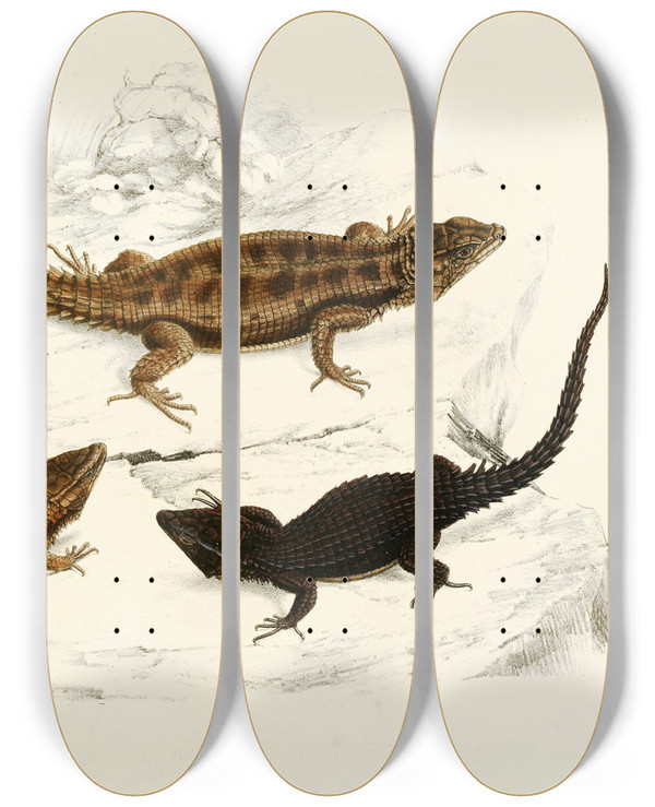 Triptych art skateboard deck of Sir Andrew Smith Cordylus Polyzonus Cordylus Griseus Var by Sir Andrew Smith (1797-1872)