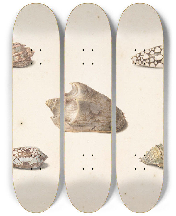 Triptych art skateboard deck of Georgius Jacobus Johannes Van Os Five Shells by Georgius Jacobus Johannes Van Os (1782-1861)