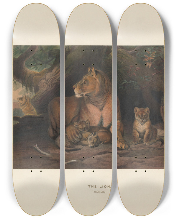 Triptych art skateboard deck of Joseph Wolf The Lion_2 by Joseph Wolf (1820-1899)