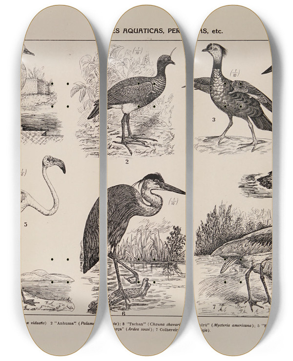 Triptych art skateboard deck of Rodolpho Von Ihering Atlas Da Fauna Do Brasil Pl23 by Rodolpho Von Ihering (1883-1939)