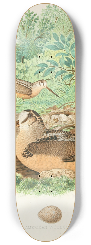 Edwin L. Sheppard - American Woodcock 8.25 inch art skate deck