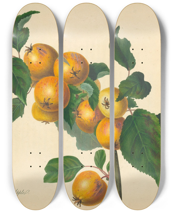 Triptych art skateboard deck of Thomas Andrew Knight Foxley Apple by Thomas Andrew Knight (1759-1838)