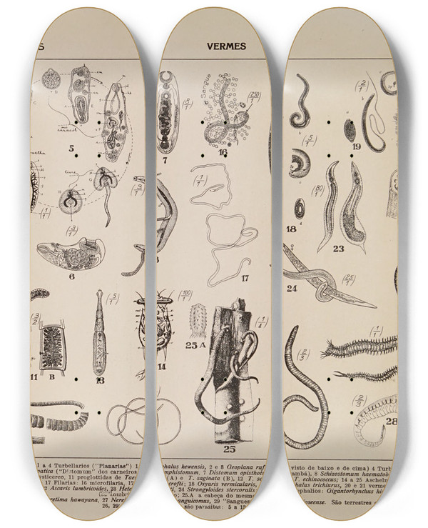Triptych art skateboard deck of Rodolpho Von Ihering Atlas Da Fauna Do Brasil Pl03 by Rodolpho Von Ihering (1883-1939)