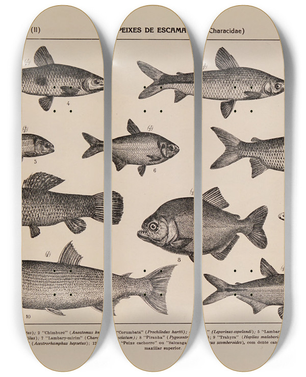 Triptych art skateboard deck of Rodolpho Von Ihering Atlas Da Fauna Do Brasil Pl16 by Rodolpho Von Ihering (1883-1939)