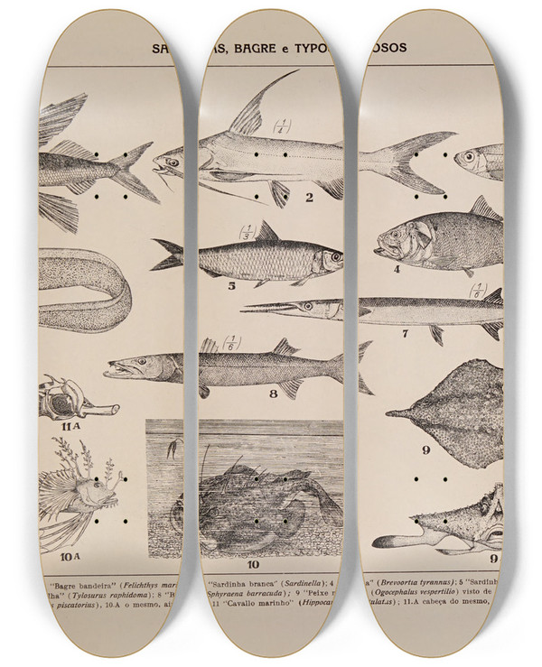 Triptych art skateboard deck of Rodolpho Von Ihering Atlas Da Fauna Do Brasil Pl12 by Rodolpho Von Ihering (1883-1939)