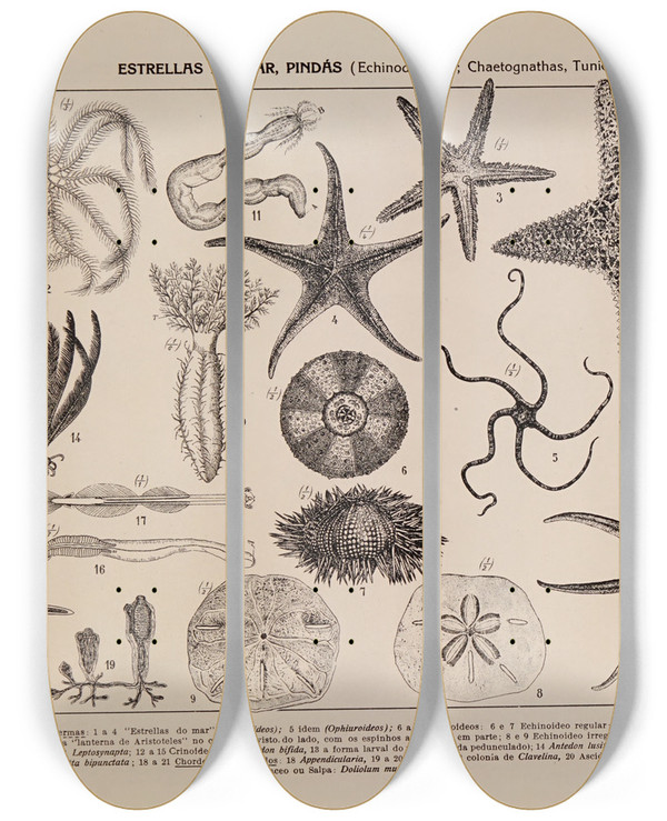 Triptych art skateboard deck of Rodolpho Von Ihering Atlas Da Fauna Do Brasil Pl10 by Rodolpho Von Ihering (1883-1939)