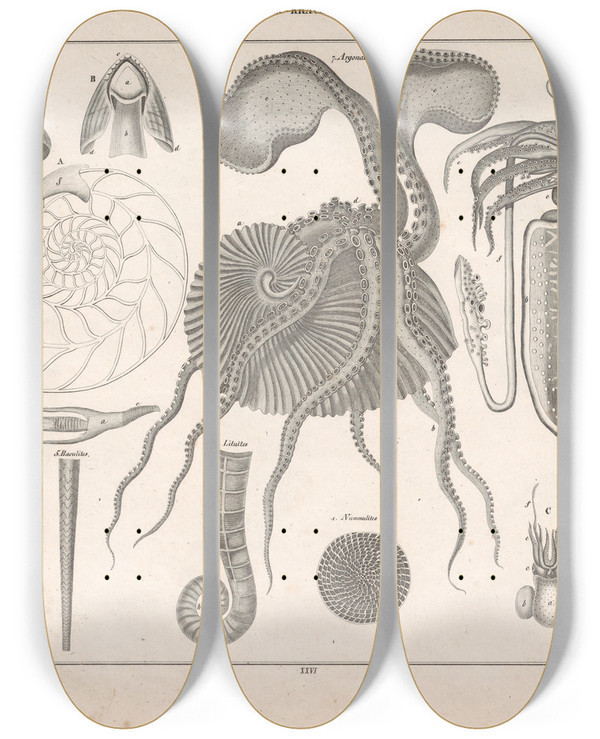 Triptych art skateboard deck of Lorenz Oken Allgemeine Naturgeschichte Fur Alle Stande Pl105 by Lorenz Oken (1779-1851)