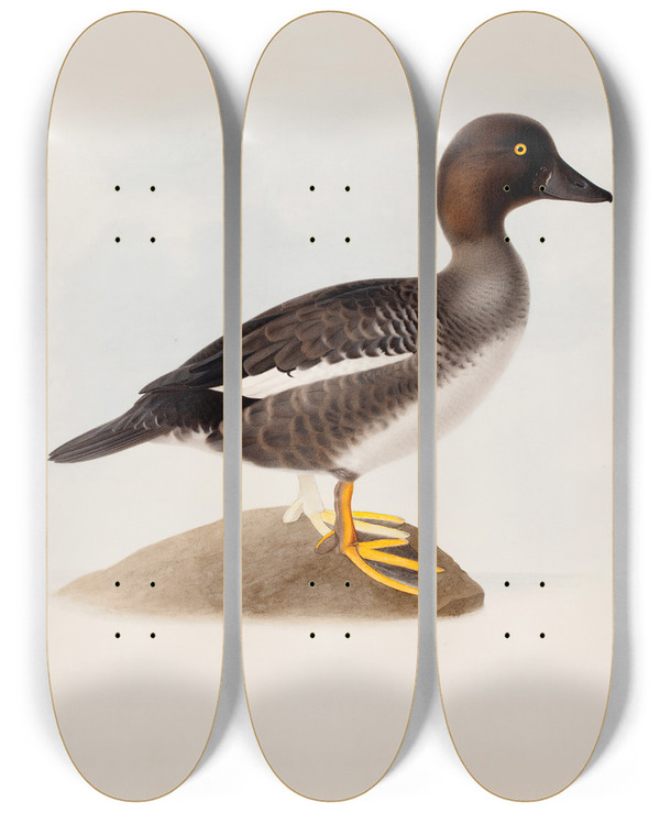 Triptych art skateboard deck of Magnus Von Wright Common Goldeneye by Magnus Von Wright (1805-1868)