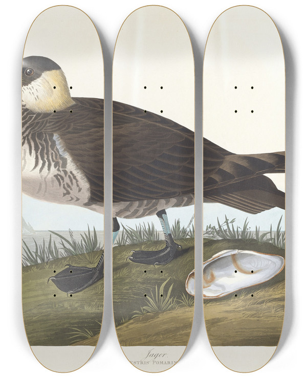Triptych art skateboard deck of John James Audubon Jager by John James Audubon (1785-1851)