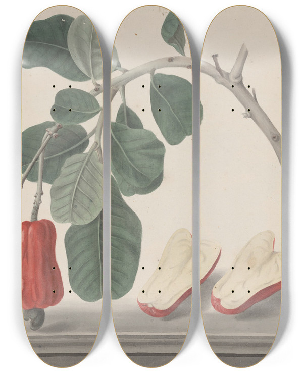 Triptych art skateboard deck of Ren De Rabi Natural History Of Saint Domingue Pl145 by Ren de Rabi (1700-1785)