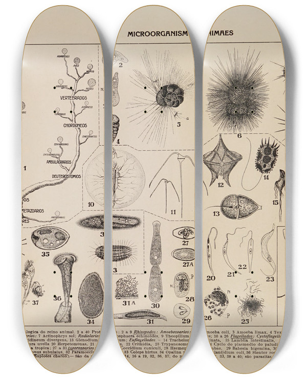 Triptych art skateboard deck of Rodolpho Von Ihering Atlas Da Fauna Do Brasil Pl01 by Rodolpho Von Ihering (1883-1939)
