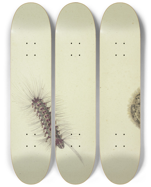 Triptych art skateboard deck of Rochus Van Veen Zwei Brenraupen by Rochus van Veen (1630-1693)
