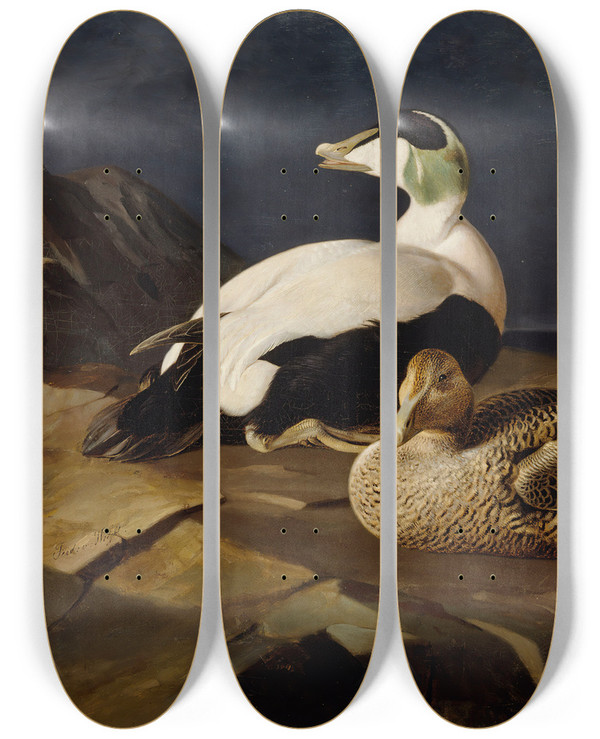 Triptych art skateboard deck of Ferdinand Von Wright Pair Of Common Eiders On A Rock by Ferdinand von Wright (1822-1906)