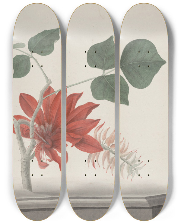 Triptych art skateboard deck of Ren De Rabi Natural History Of Saint Domingue Pl189 by Ren de Rabi (1700-1785)
