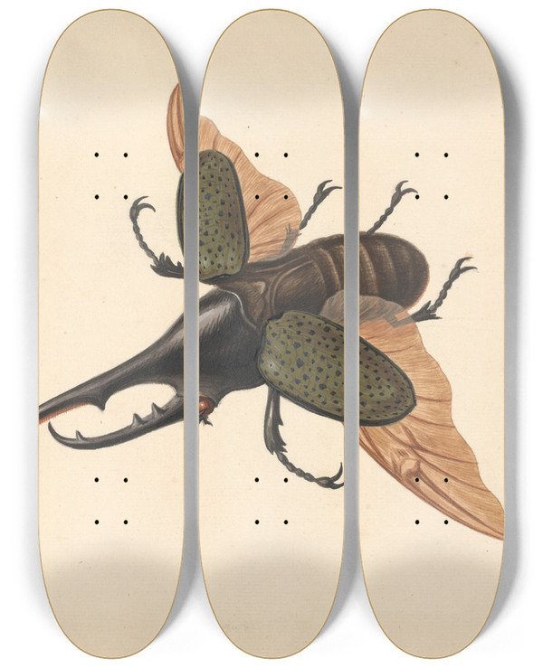 Triptych art skateboard deck of George Edwards Hercules Beetle by George Edwards