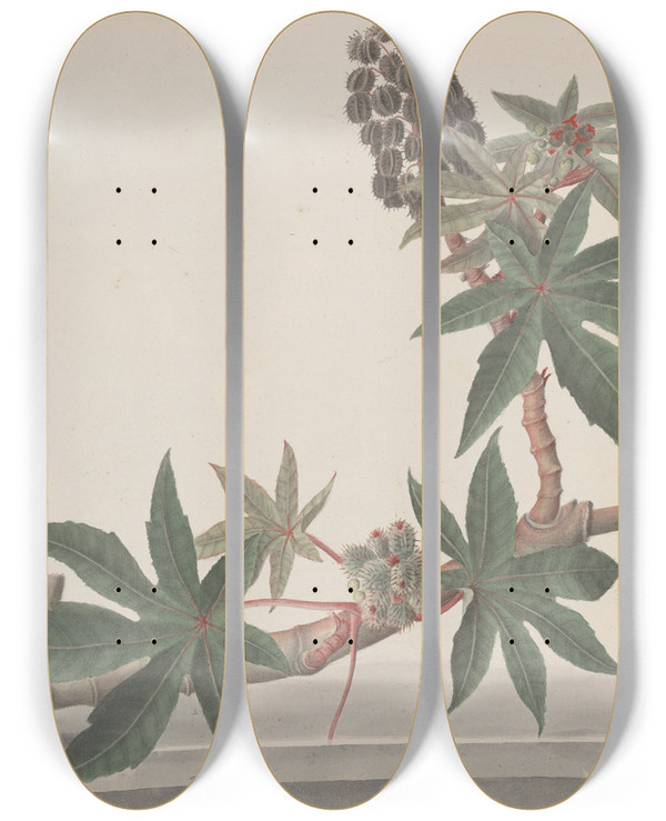 Triptych art skateboard deck of Ren De Rabi Natural History Of Saint Domingue Pl178 by Ren de Rabi (1700-1785)