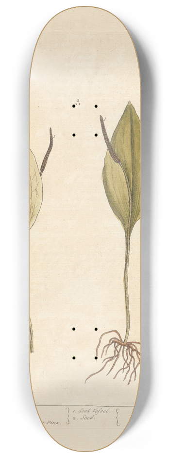 Elizabeth Blackwell - Adders tongue 8.25 inch art skate deck