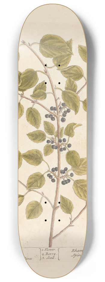 Elizabeth Blackwell - Buckthorn 8.25 inch art skate deck